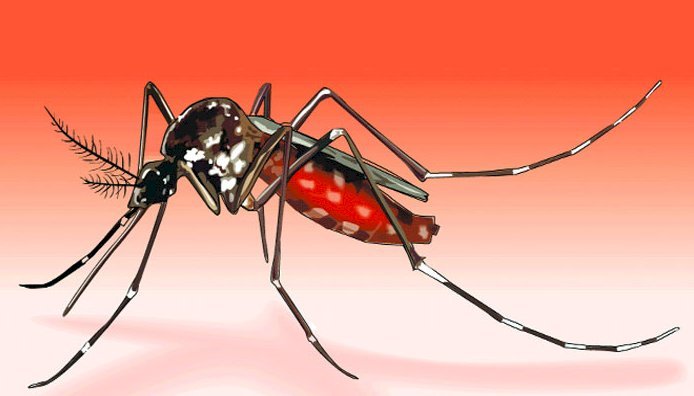 সিলেটে মশার যন্ত্রণায় অতিষ্ঠ নগরবাসী