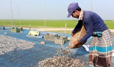সুনামগঞ্জ হাওরের শুঁটকি রপ্তানি ইউরোপ ও মধ্যপ্রাচ্যে