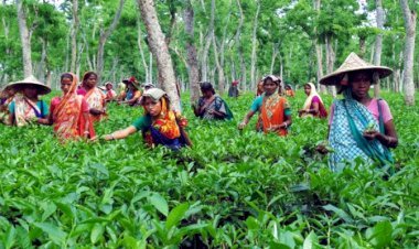 সিলেটের বেশির ভাগ চা-বাগানে খরা ভাব