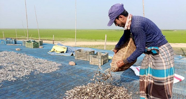 সুনামগঞ্জ হাওরের শুঁটকি রপ্তানি ইউরোপ ও মধ্যপ্রাচ্যে