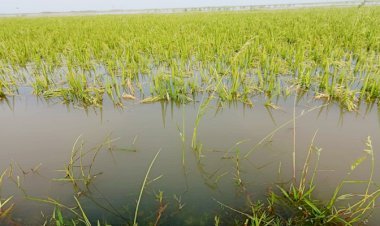 জলাবদ্ধতা আর পাহাড়ি ঢলে হাওরে বাড়ছে উৎকণ্ঠা