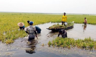 সুনামগঞ্জে বৃষ্টি ও ঢলে ডুবেছে হাওরের ফসল