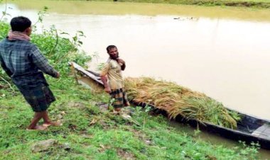 হাকালুকি হাওরে  বন্যার শঙ্কায় ধান কাটার ধুম