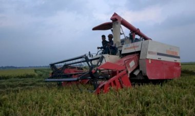 সুনামগঞ্জের হাওরে ‘যাদুর মেশিন’, স্বস্তিতে কৃষক