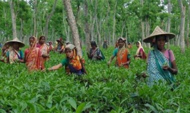 প্রচণ্ড গরমে বিপাকে চা শ্রমিকরা
