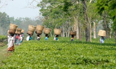 বাংলাদেশের চা শিল্পের সংকট-সম্ভাবনা