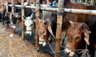 সিলেটে পশুর হাটে বিক্রি নেই