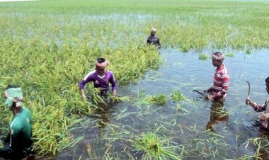 হবিগঞ্জে বন্যায় ১ হাজার হেক্টর জমির ফসল নষ্ট