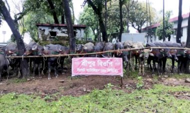 সিলেটে অর্ধকোটি টাকার ভারতীয় মহিষ আটক