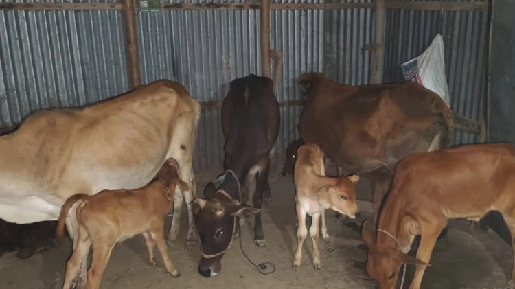 লুট করা ২৪ গরু মিলল বিএনপি নেতার বাড়িতে