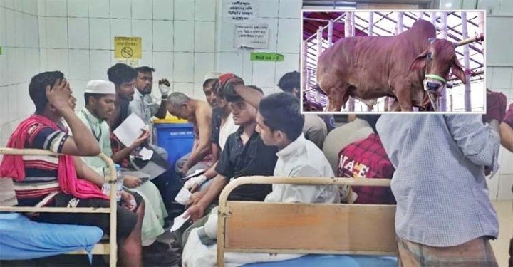 সিলেটে কোরবানি দিতে গিয়ে আ হ ত ৮০ জন
