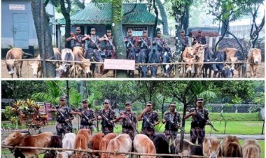 সুনামগঞ্জে সীমান্তে বিজিবি অভিযানে ট্রলারভর্তি ভারতীয় গরু জব্দ