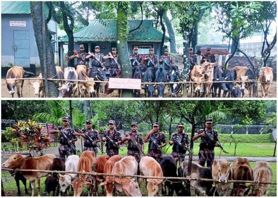 সুনামগঞ্জে সীমান্তে বিজিবি অভিযানে ট্রলারভর্তি ভারতীয় গরু জব্দ