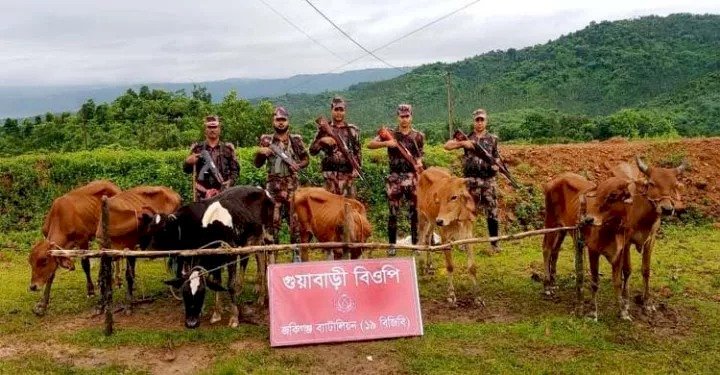 সিলেটে সীমান্তে ভারতীয় গরু-মহিষ জব্দ